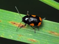 Cryptocephalus (Cryptocephalus) moraei