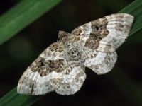 Epirrhoe alternata