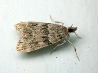 Scoparia