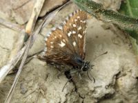 Pyrgus malvae