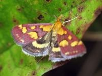 Pyrausta purpuralis