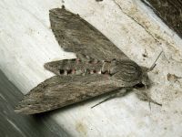 Agrius convolvuli