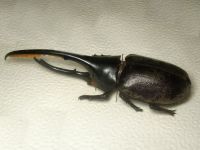 Dynastes hercules