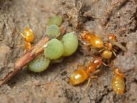 Lasius flavus