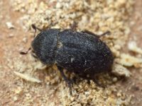 Dermestes (Dermestinus) laniarius