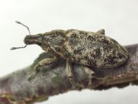 Cyphocleonus dealbatus