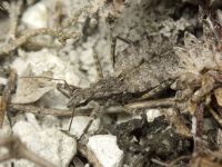 Coranus contrarius
