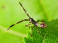 Gonocerus acuteangulatus