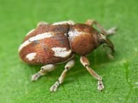 Tychius quinquepunctatus