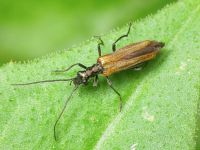 Oedemera femorata