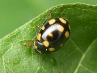 Coccinula quatuordecimpustulata