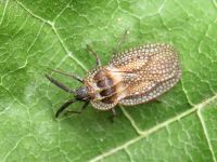 Dictyonota strichnocera
