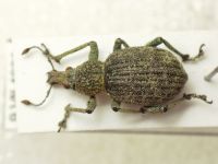 Catapionus viridimetallicus