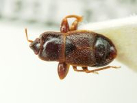 Plinthisus longicollis