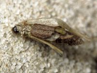 Psychidae
