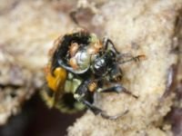 Nicrophorus vespillo
