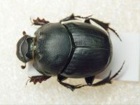 Onthophagus vitulus