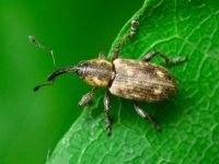 Thryogenes festucae