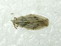 Tingis (Tingis) crispata