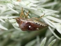 Stagonomus amoenus