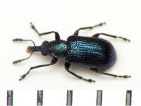 Temnocerus tomentosus