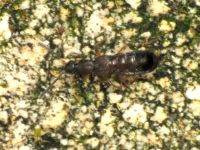 Drusilla (Drusilla) canaliculata