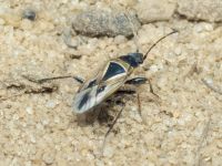 Xanthochilus quadratus