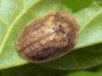 Hypocassida