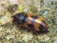 Litargus connexus