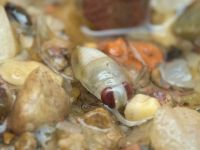 Corixidae