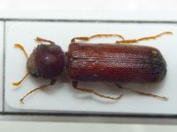 Phonapate deserti