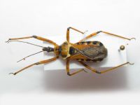 Reduviidae