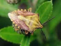 Carpocoris purpureipennis