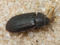 Grynocharis oblonga