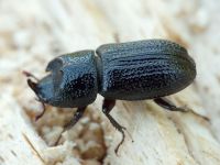 Sinodendron cylindricum