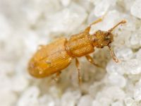 Monotoma quadrifoveolata