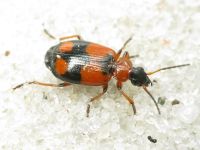 Lebia cruxminor