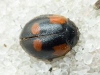 Adalia bipunctata