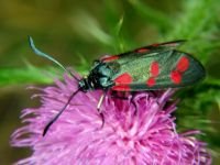 Zygaena filipendulae
