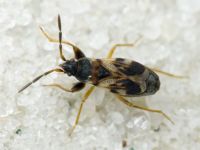 Scolopostethus thomsoni