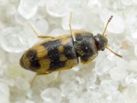 Litargus connexus