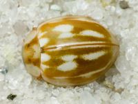Myzia oblongoguttata