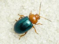 Podagrica menetriesi