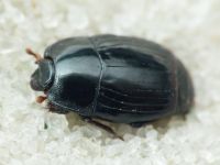 Eblisia minor