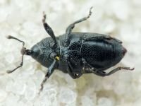 Baris artemisiae