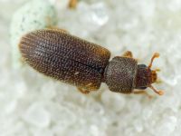 Synchita separanda