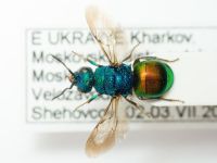 Hedychrum gerstaeckeri