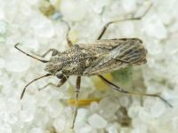 Ortholomus punctipennis