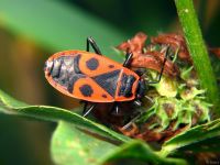 Pyrrhocoris apterus
