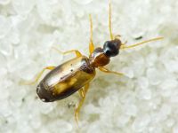 Lebiinae
